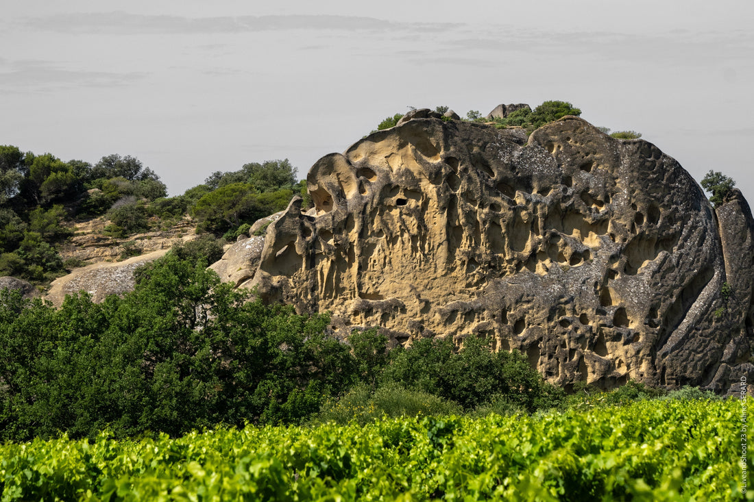 Dans les pas des Bernardins ! Une découverte en douceur du vignoble des Bernardins