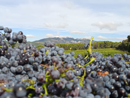 Fin de la récolte, vinification en cours !